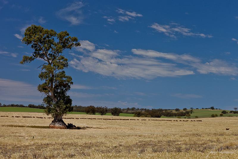 20121020-_MG_9709.jpg - Line of Sheep - Melrose, Flinders Ranges